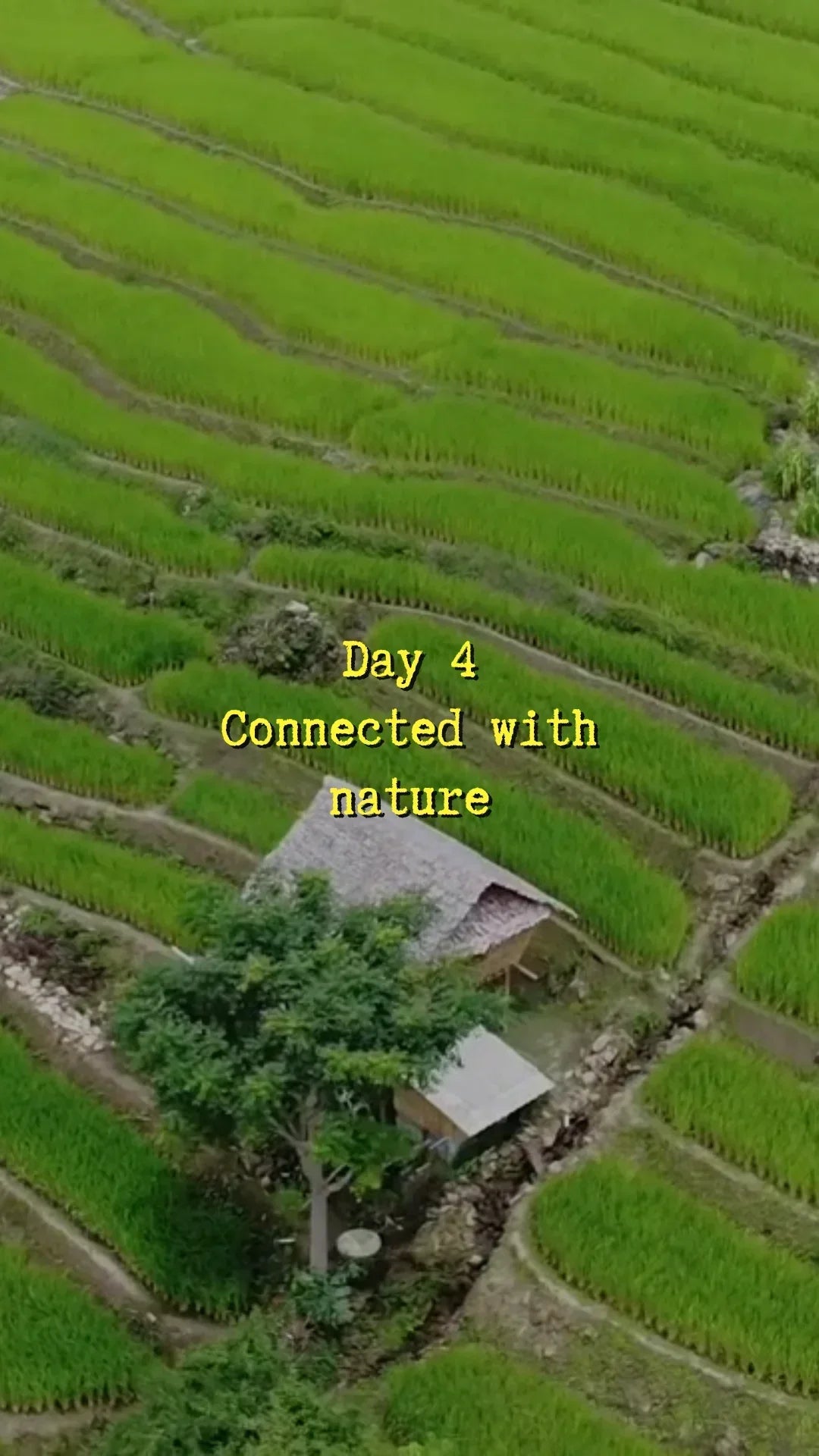 Reflective Adjustable Pet Harness - Johns Direct